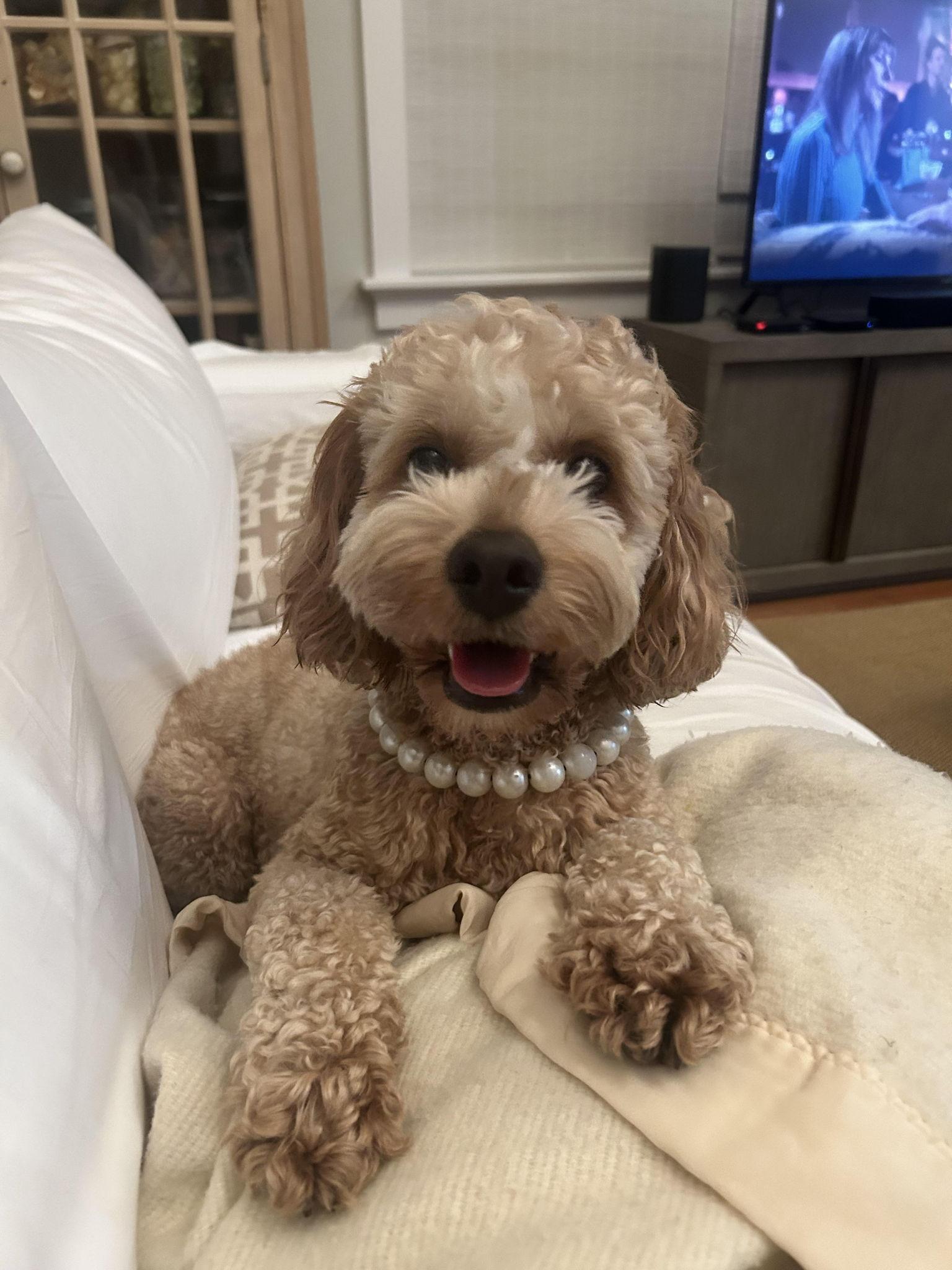 The Wedding Website of Matt McDonald and Bill Marlowe