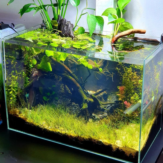For a new Betta tank