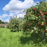 À la Croisée des Pommes (U-Pick Apple Orchard)