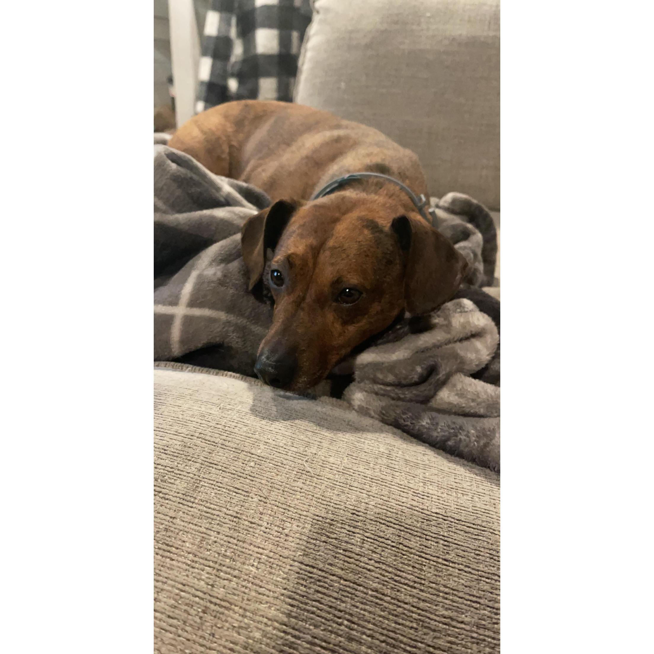Our sassy little miss Ween