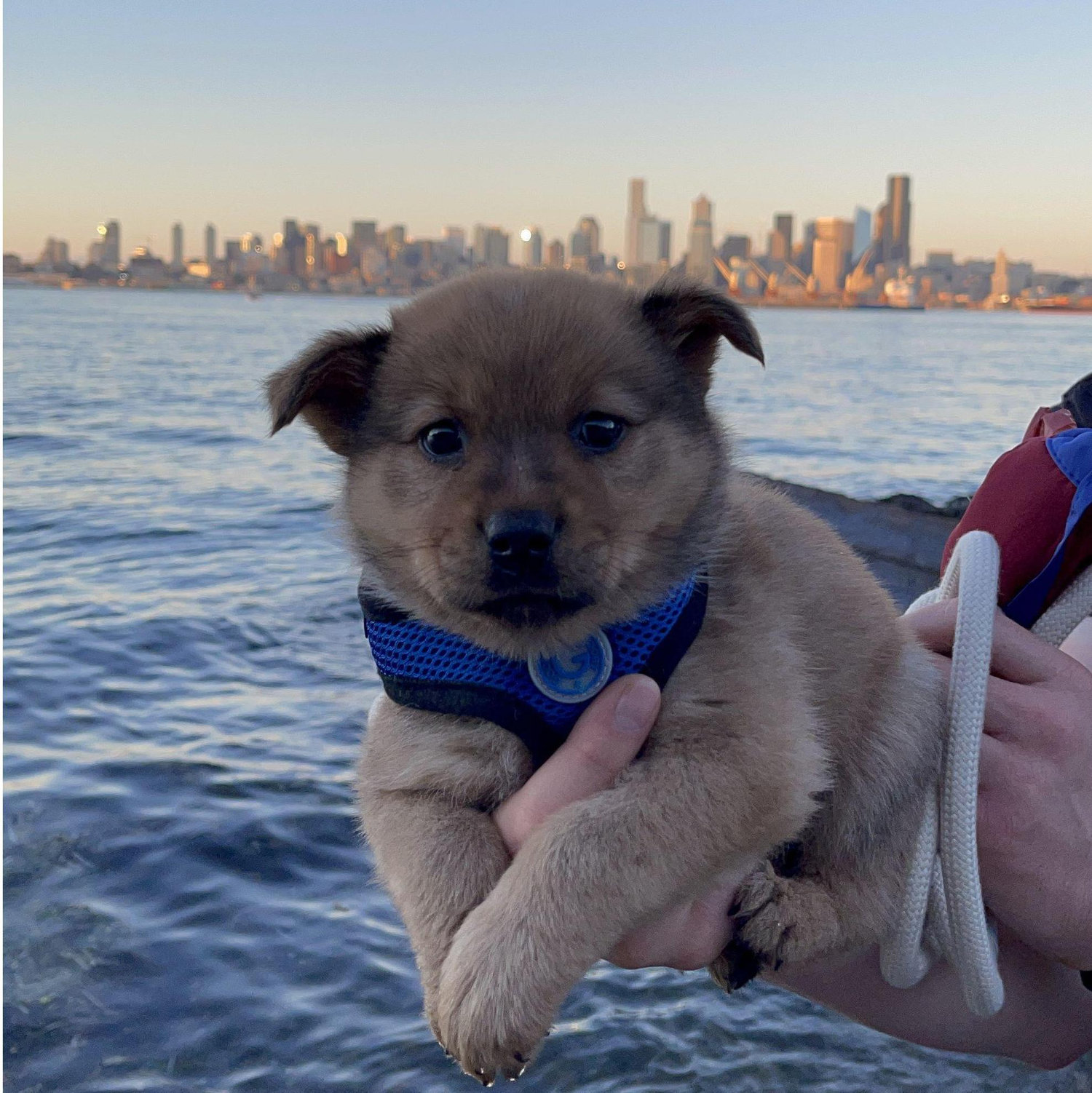 Our new puppy Kiwi!