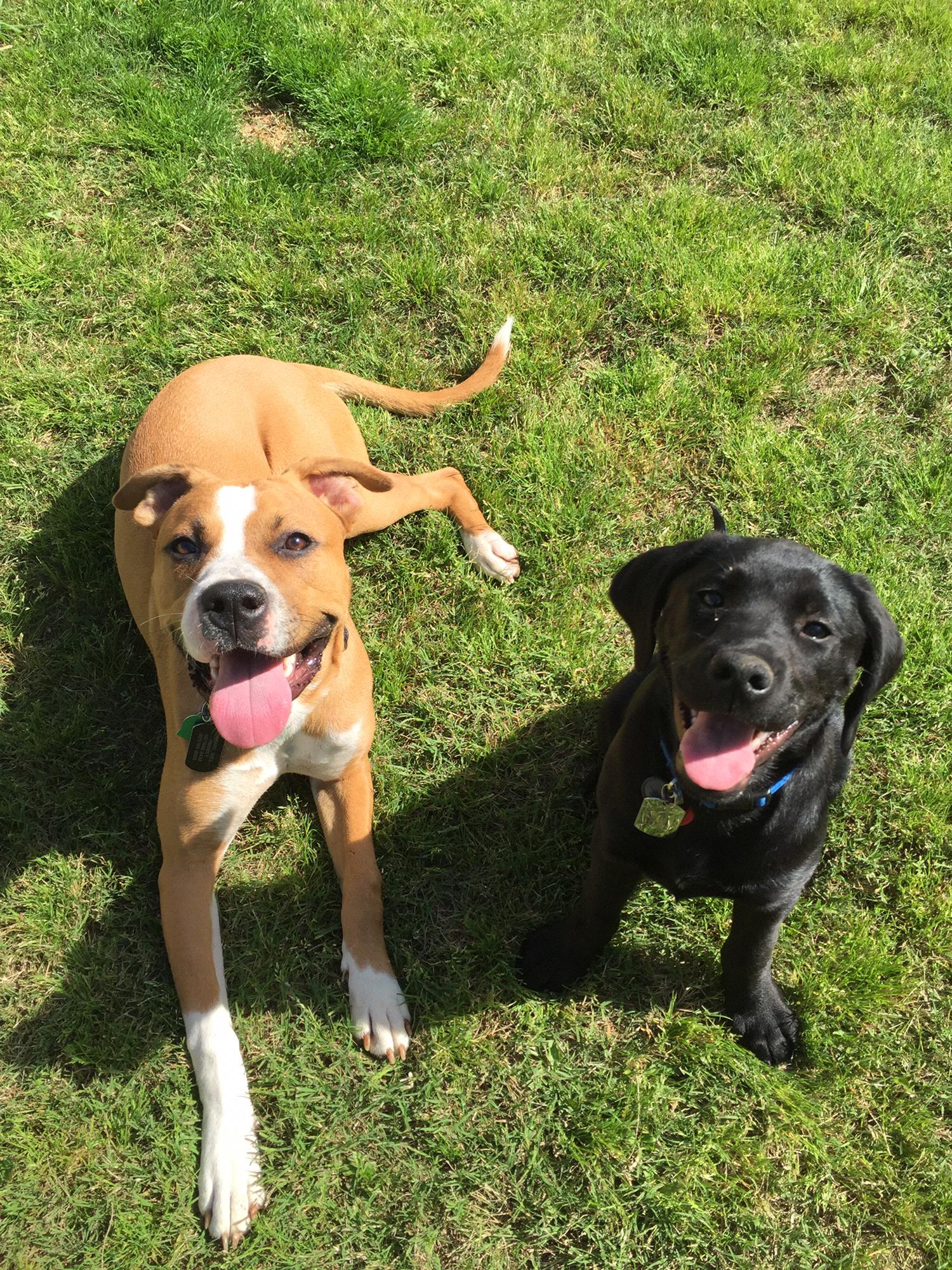 2017 Abbey brought home fur baby #2, baby Gage!