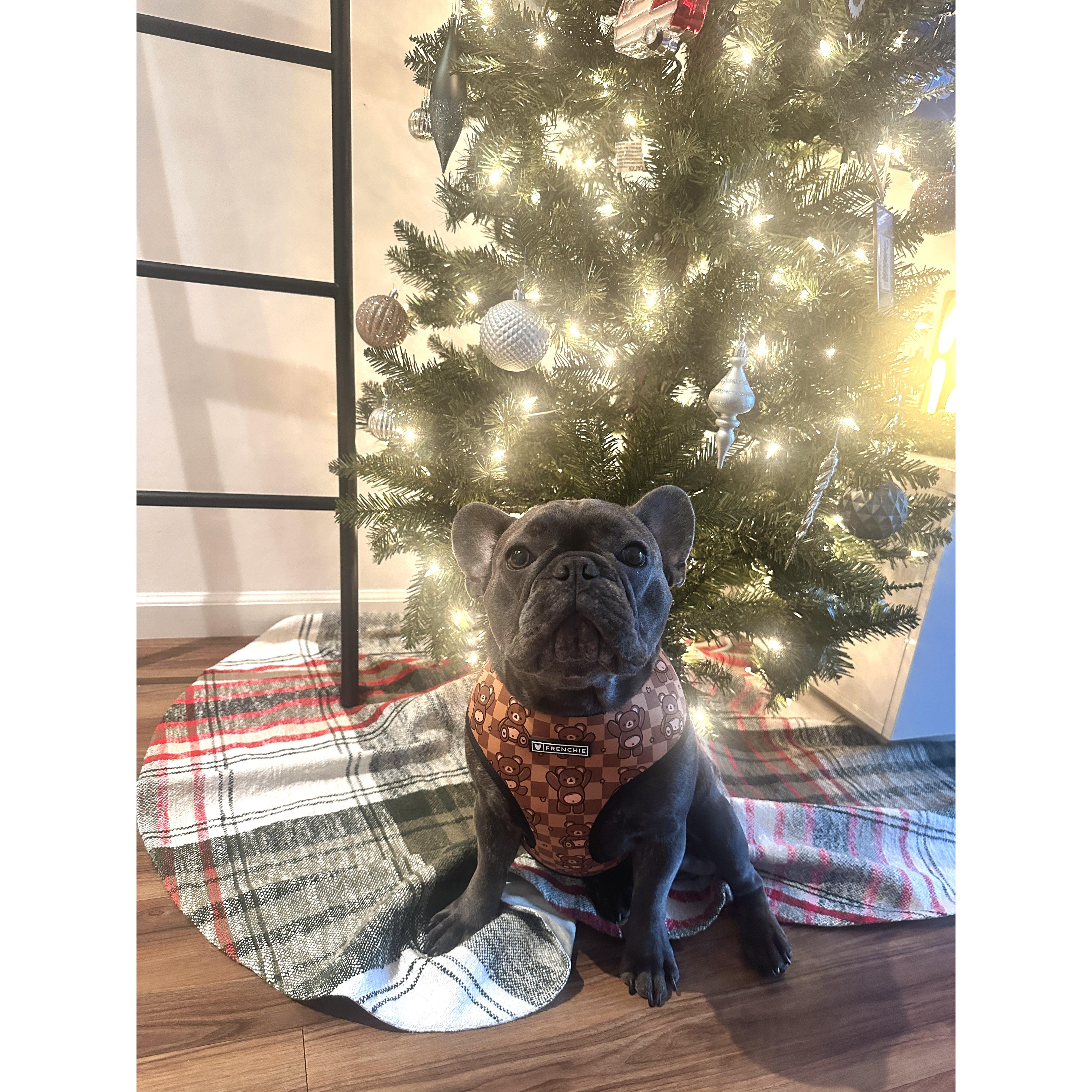 Bruno's first Christmas