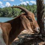 Goat Island