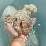 Kanaloa Octopus Farm