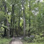 Kent Island Trail at Terrapin Nature Park
