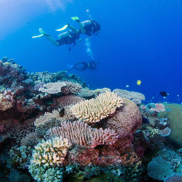 2-Tank Scuba Diving @ Nacula Island