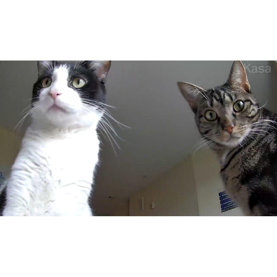 The two special guests that won't be in attendance- Heather and Zack's cats Captain Crunch and Raspberry Poptart.
(Heather couldn't resist including them here)