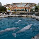 Mystic Aquarium