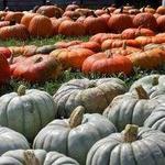 Curtis Orchard & Pumpkin Patch