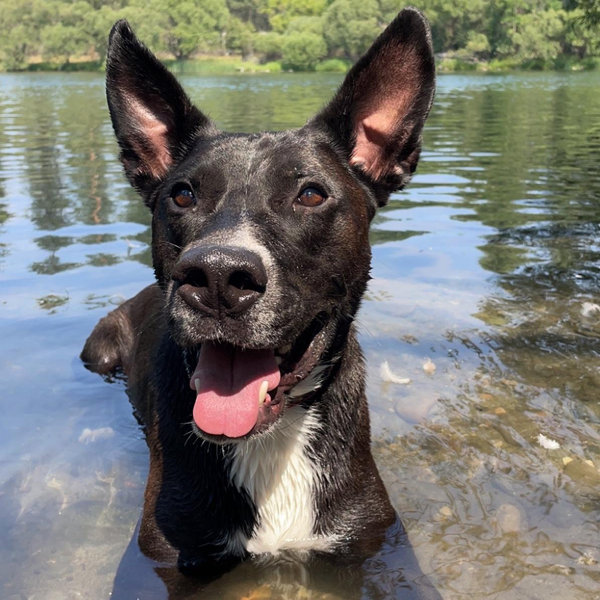 We Like Archie Better Fund - Venmo