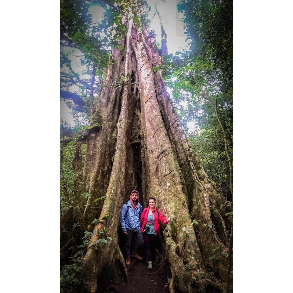 Strangler Fig Tree in Costa Rica