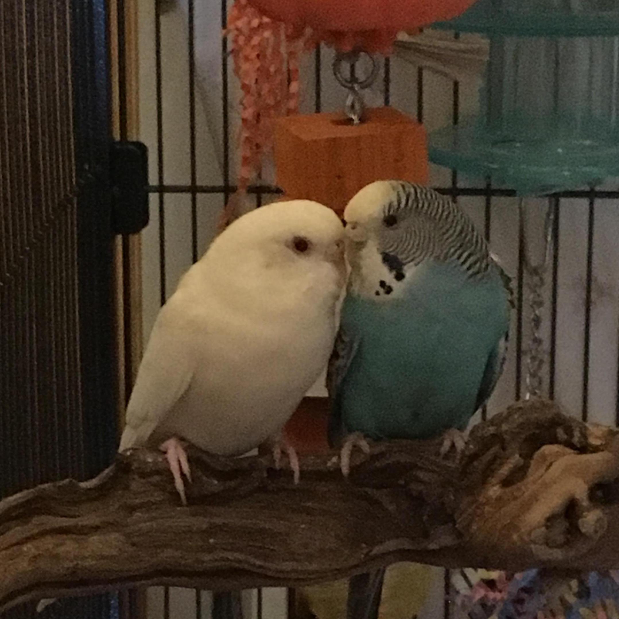 In memory of our first two budgies, Nimbus and Nautilus.