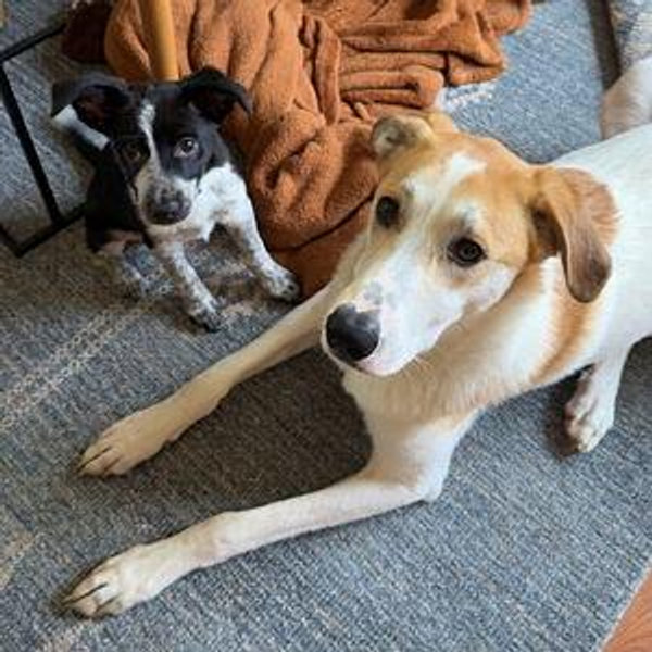 Reuben and Rosie's Toy Box Fund