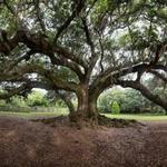 Tree of Life