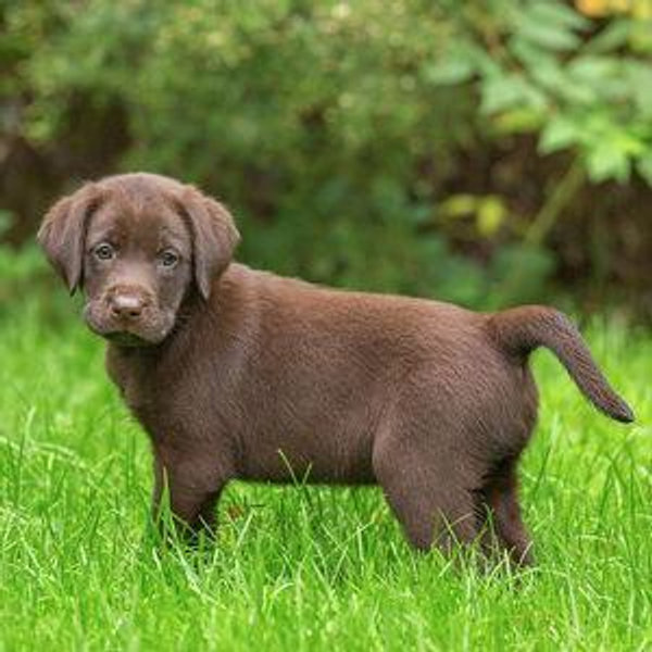 New Puppy: Moose!