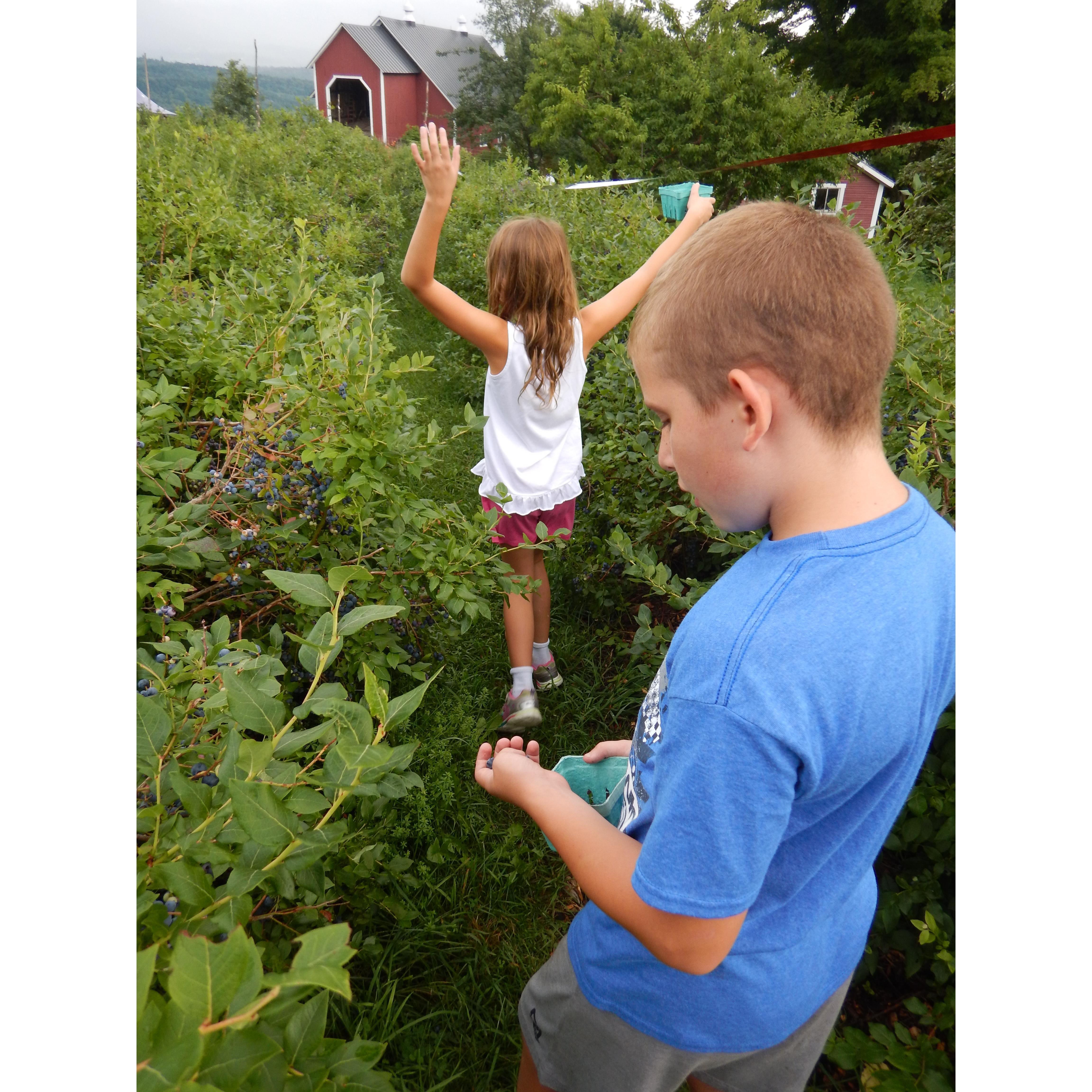 Blueberry picking