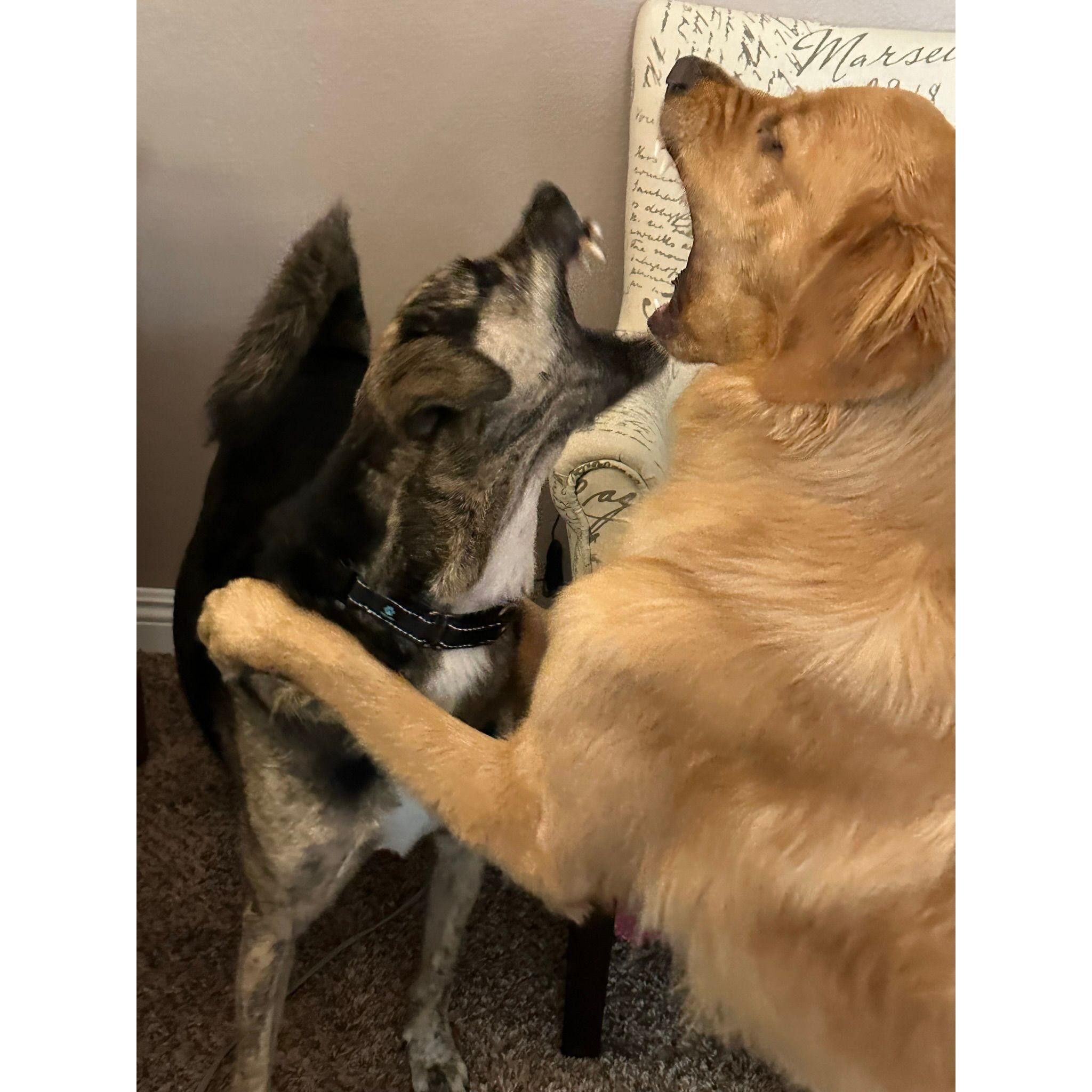 Psycho Pups