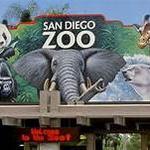 Zoo Drive