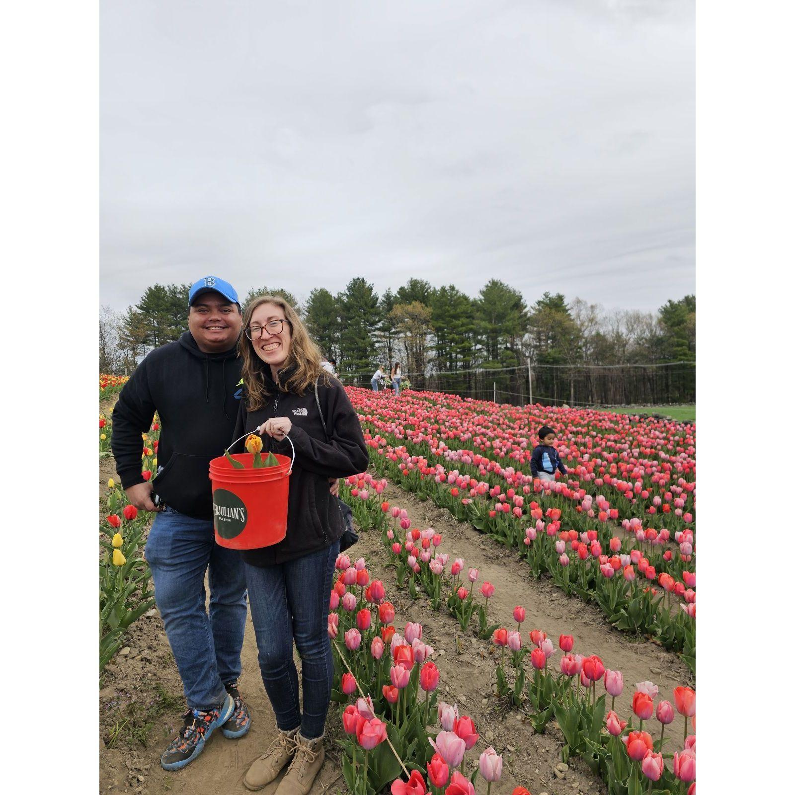 Tulips for Days! April 2023