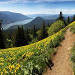 Dog Mountain Hike