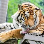 Cleveland Metroparks Zoo