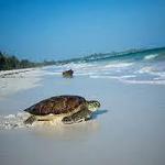 Watamu Beach