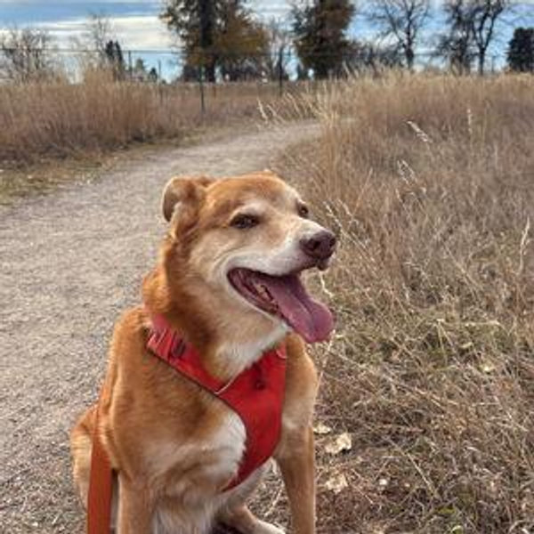 Rebel Dog Fund