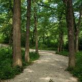 McDowell Grove Forest Preserve