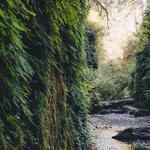 Fern Canyon