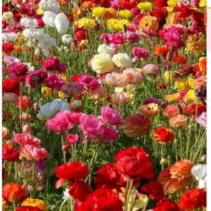 Flower picking at The Flower Fields - with Lunch