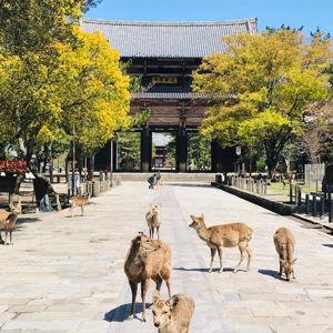 🦌 Paseo de ensueño en Nara - los paisajes más icónicos de Japón