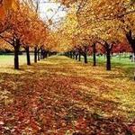 Brooklyn Botanic Garden