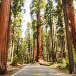 Sequoia National Park