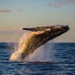 Whale Watching