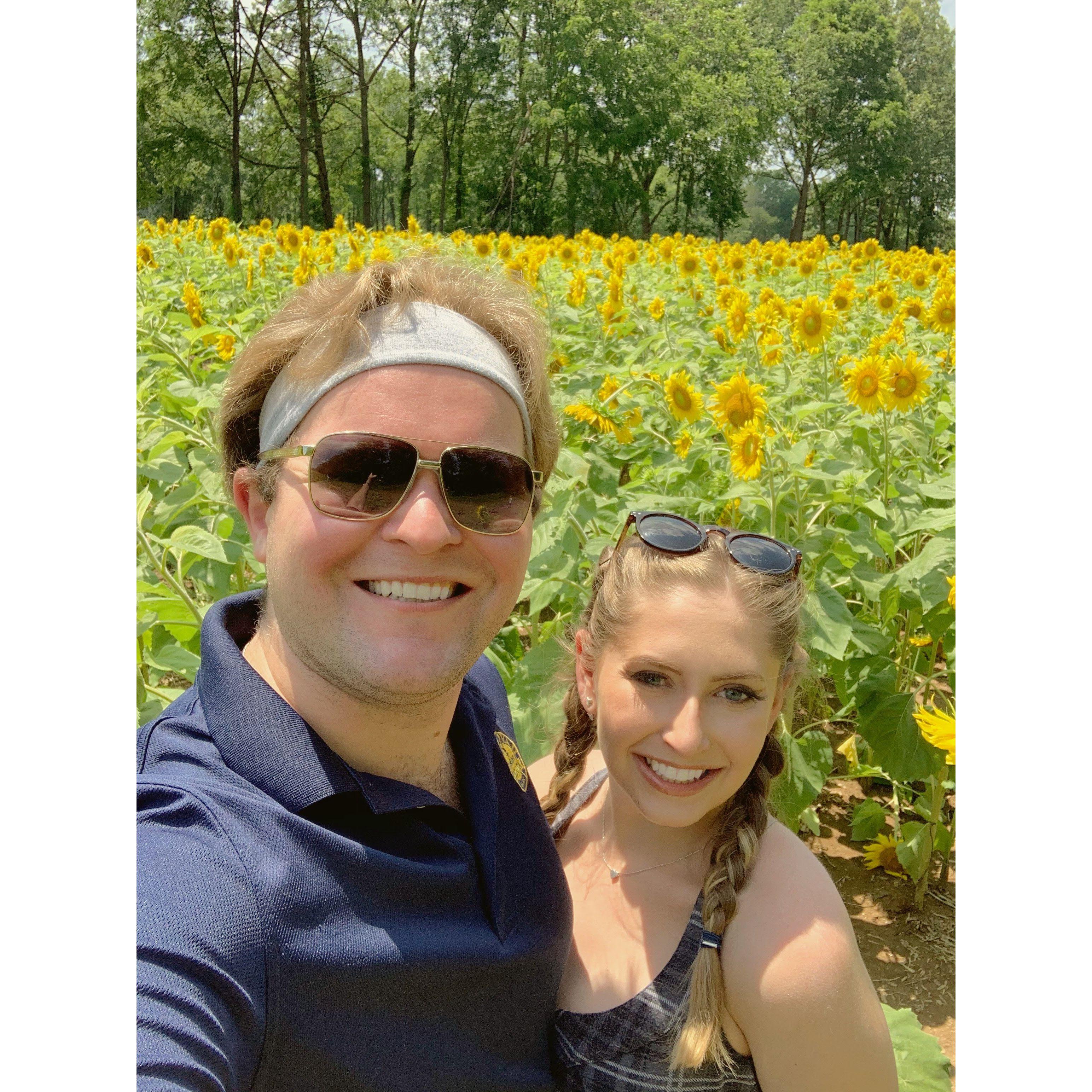 Sunflower fields, VA 2020