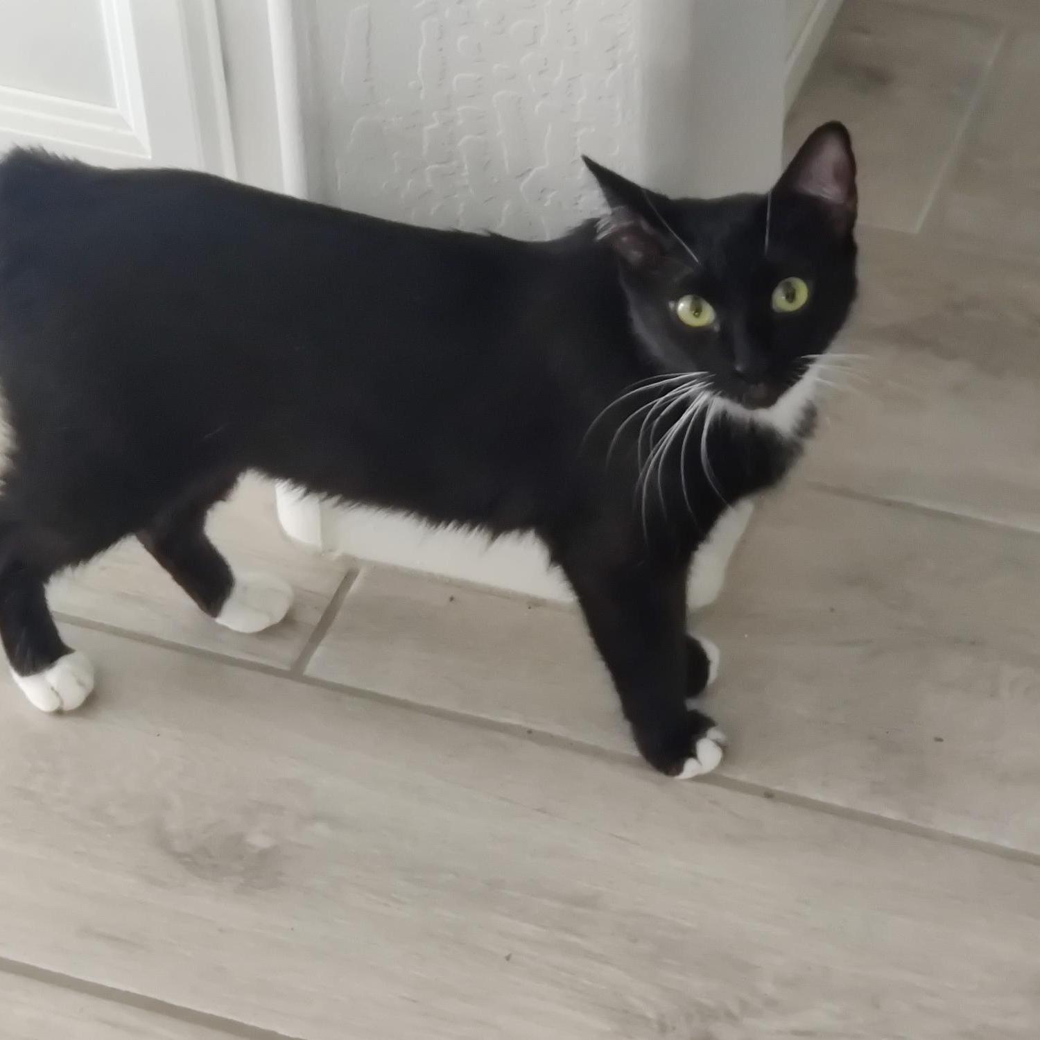 Mittens