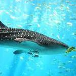 Tulum - Akumal Whale Shark Tours