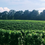 Good Luck Cellars