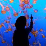 Monterey Bay Aquarium