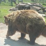Bear Country USA