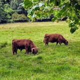 Highland Cattle Park