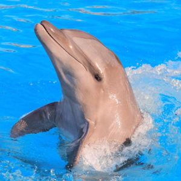 Cabo San Lucas - Dolphin Swim Excursion