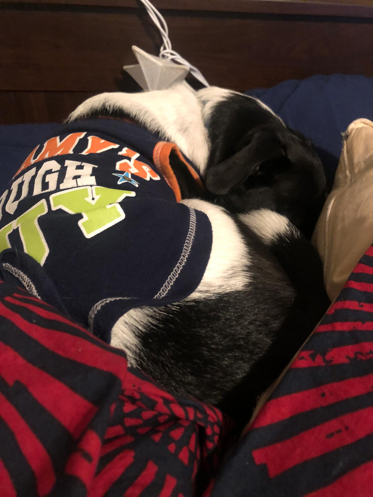 Our pup Banjo