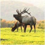 Elk Country Visitor Center