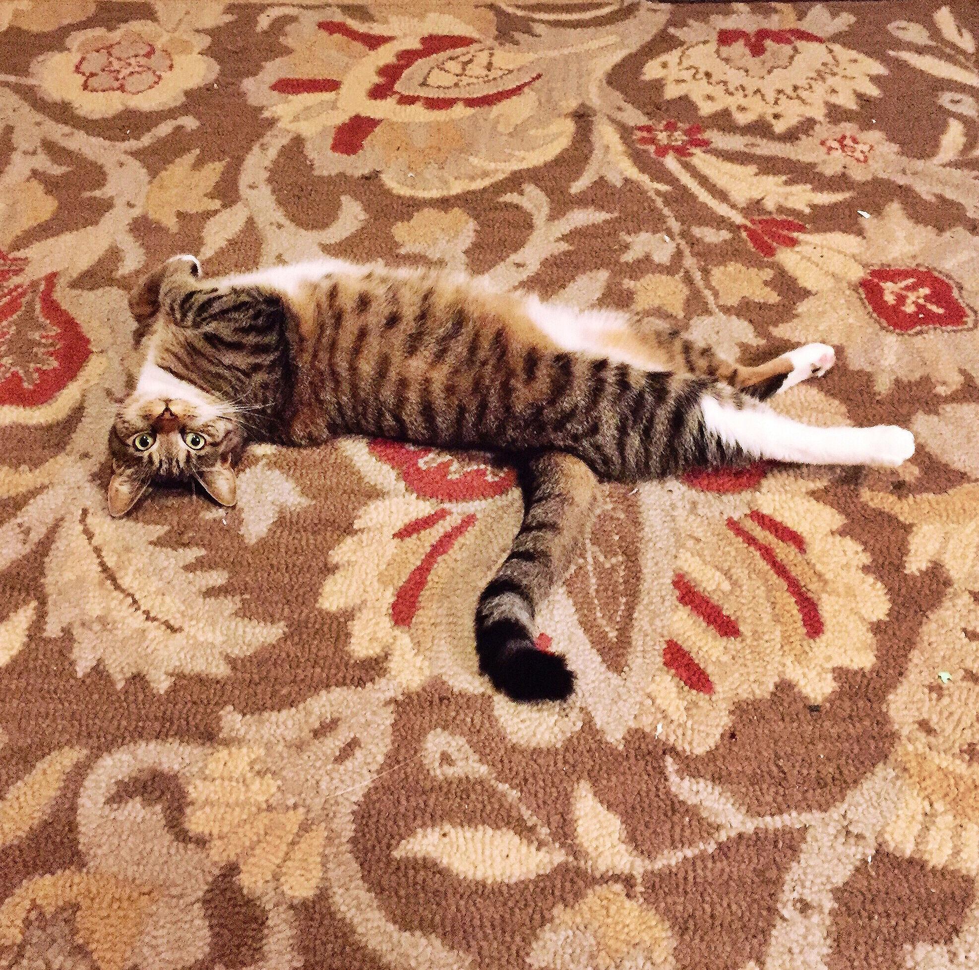 Our kitty Luna we adopted in 2014.