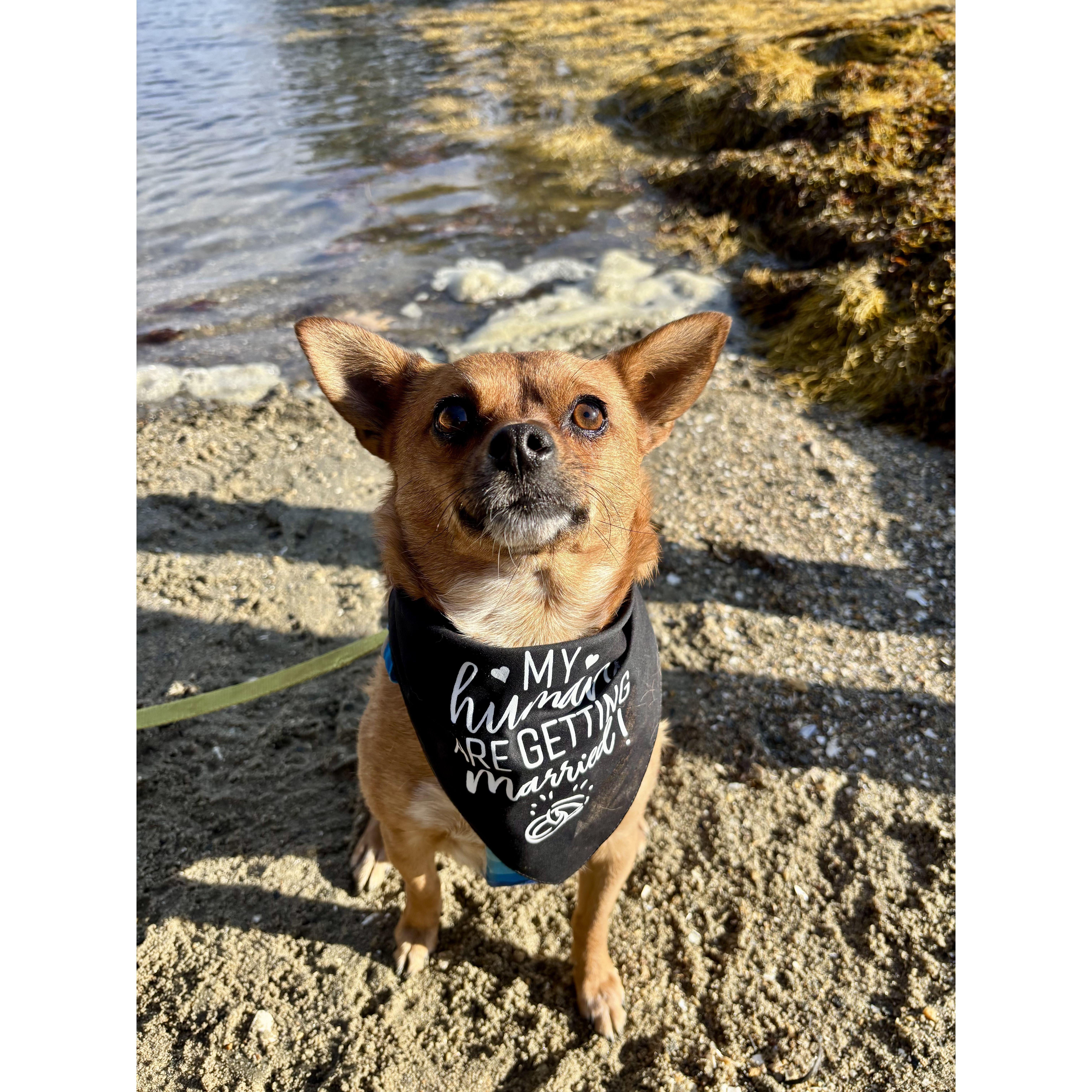 Saving the best for last... our good boy Timber.