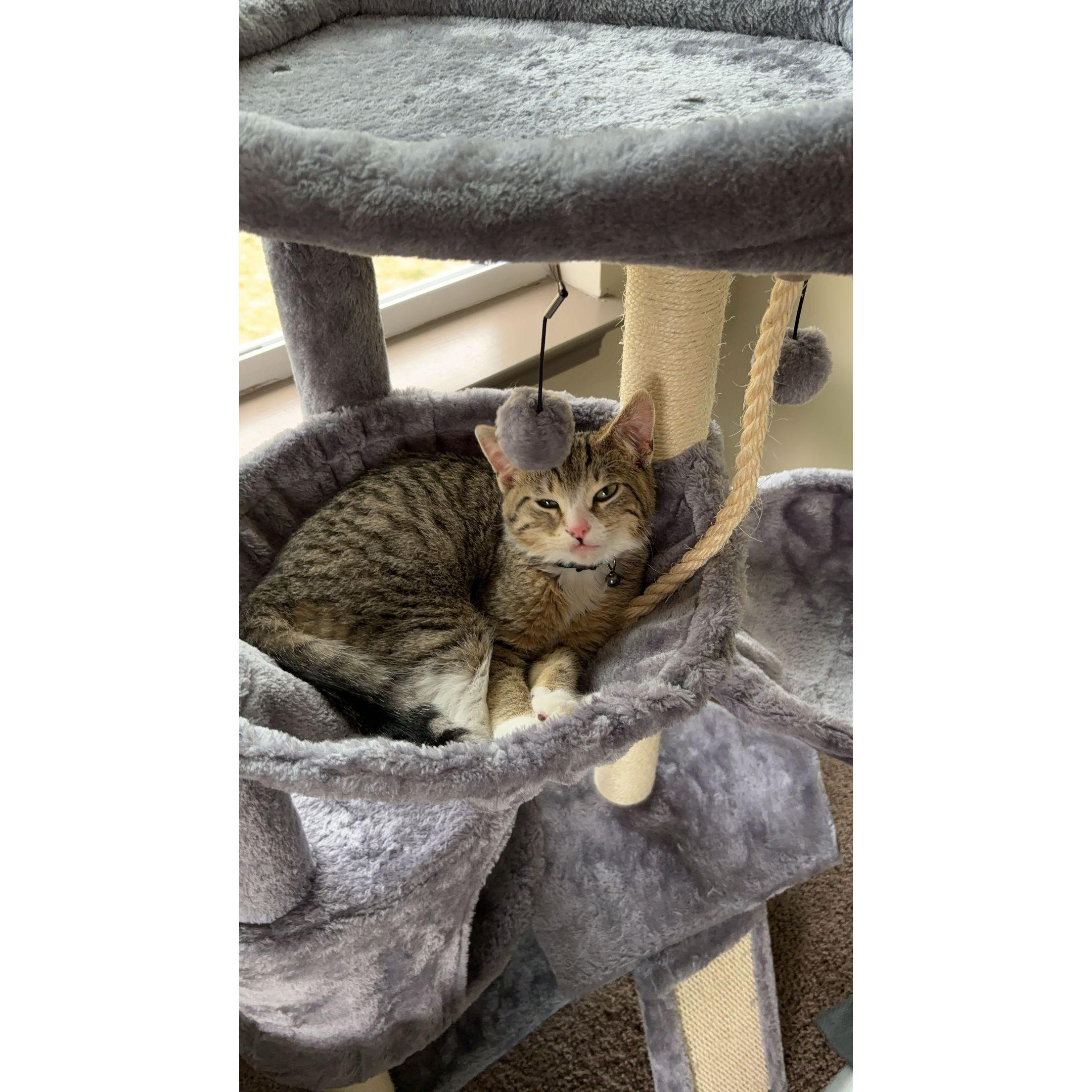 Our kitty Sir Isaac Newton