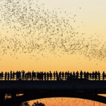 Bat-Watching on Congress Avenue Bridge