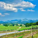 Monsoon Valley Vineyard